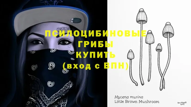 Галлюциногенные грибы Psilocybine cubensis  Западная Двина 